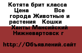 Котята брит класса › Цена ­ 20 000 - Все города Животные и растения » Кошки   . Ханты-Мансийский,Нижневартовск г.